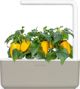 Click And Grow Click and Grow ανταλλακτικό κίτρινη πιπεριά 3-πακέτο