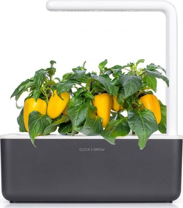 Click And Grow Click and Grow ανταλλακτικό κίτρινη πιπεριά 3-πακέτο