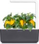 Click And Grow Click and Grow ανταλλακτικό κίτρινη πιπεριά 3-πακέτο