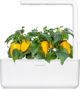 Click And Grow Click and Grow ανταλλακτικό κίτρινη πιπεριά 3-πακέτο
