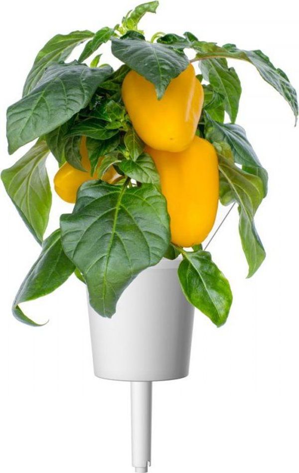 Click And Grow Click and Grow ανταλλακτικό κίτρινη πιπεριά 3-πακέτο