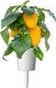Click And Grow Click and Grow ανταλλακτικό κίτρινη πιπεριά 3-πακέτο