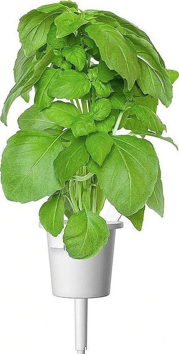 Click And Grow Click & Grow Smart Garden refill Marseille Basil 3pcs