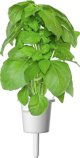 Click And Grow Click & Grow Smart Garden refill Marseille Basil 3pcs