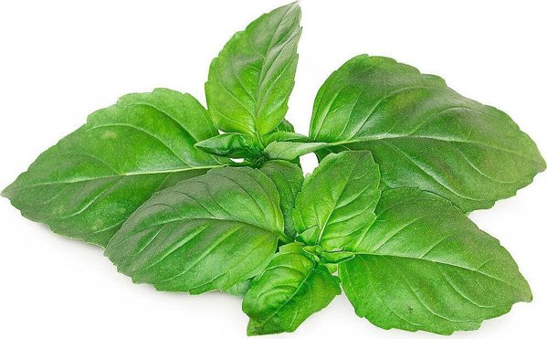 Click And Grow Click & Grow Smart Garden refill Marseille Basil 3pcs