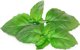Click And Grow Click & Grow Smart Garden refill Marseille Basil 3pcs
