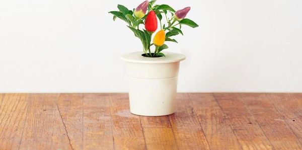 Click And Grow Click&Grow Smart Soil Κάψουλες σπόρων πιπεριού τσίλι 3 συσκευασίες 6258670 4742793007311