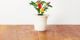 Click And Grow Click&Grow Smart Soil Κάψουλες σπόρων πιπεριού τσίλι 3 συσκευασίες 6258670 4742793007311