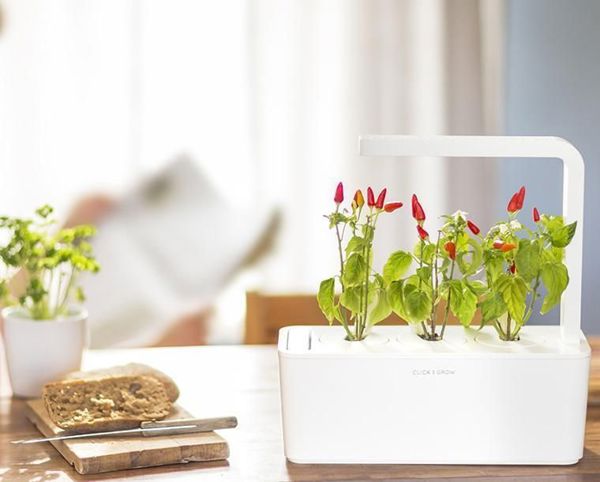 Click And Grow Click&Grow Smart Soil Κάψουλες σπόρων πιπεριού τσίλι 3 συσκευασίες 6258670 4742793007311