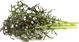 Click And Grow Click & Grow Smart Garden refill Red Frill Mustard 3pcs