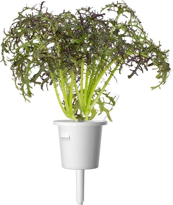 Click And Grow Click & Grow Smart Garden refill Red Frill Mustard 3pcs