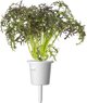 Click And Grow Click & Grow Smart Garden refill Red Frill Mustard 3pcs