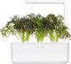 Click And Grow Click & Grow Smart Garden refill Red Frill Mustard 3pcs