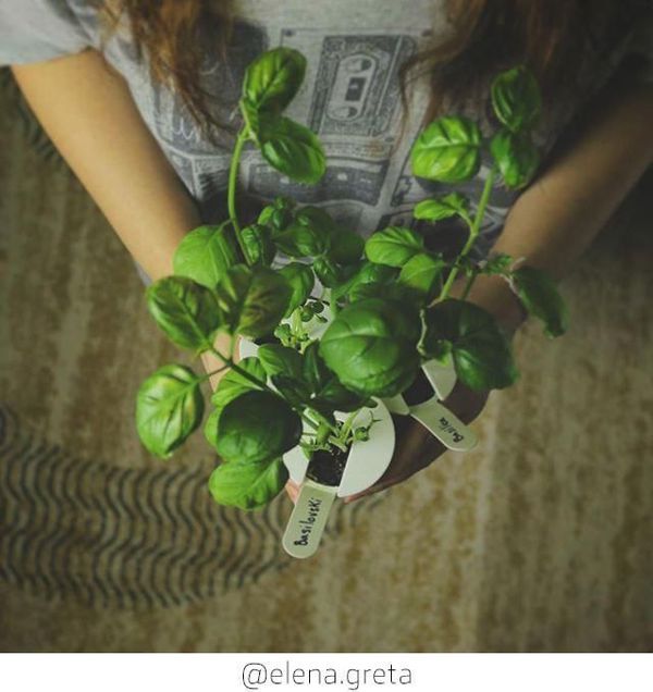 Click And Grow Click&Grow Smart Soil κάψουλες σπόρων βασιλικού 3 συσκευασίες 6258673 4742793007199