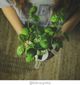 Click And Grow Click&Grow Smart Soil κάψουλες σπόρων βασιλικού 3 συσκευασίες 6258673 4742793007199