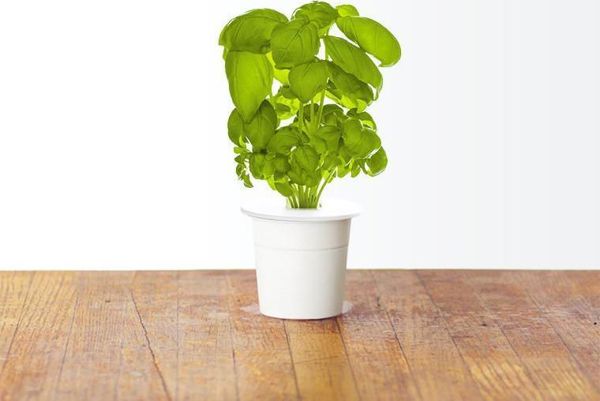 Click And Grow Click&Grow Smart Soil κάψουλες σπόρων βασιλικού 3 συσκευασίες 6258673 4742793007199