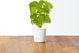 Click And Grow Click&Grow Smart Soil κάψουλες σπόρων βασιλικού 3 συσκευασίες 6258673 4742793007199