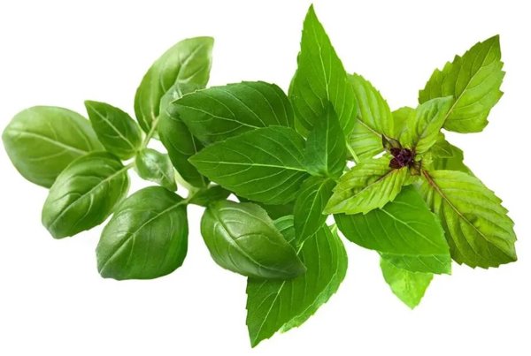 Click And Grow Click And Grow Click & Grow Κάψουλα Φυτού Μείγμα Ποικιλίας Βασιλικού 9 τεμ