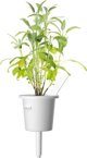 Click And Grow Click & Grow Smart Garden refill Sage 3pcs
