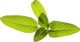 Click And Grow Click & Grow Smart Garden refill Sage 3pcs