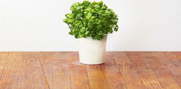 Click And Grow Click&Grow Smart Soil Κάψουλες σπόρων μαϊντανού 3 συσκευασίες 6258672 4742793007359