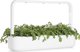 Click And Grow Click & Grow Smart Garden ανταλλακτικό Shungiku 3 τεμ