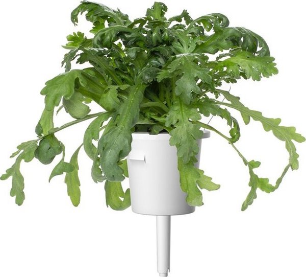 Click And Grow Click & Grow Smart Garden ανταλλακτικό Shungiku 3 τεμ