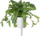 Click And Grow Click & Grow Smart Garden ανταλλακτικό Shungiku 3 τεμ