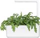 Click And Grow Click & Grow Smart Garden ανταλλακτικό Shungiku 3 τεμ