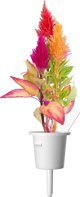 Click And Grow Click and Grow αναπλήρωση σελόζια 3-πακ