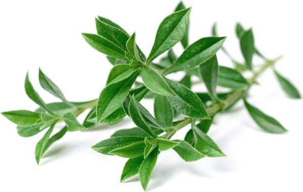 Click And Grow Click & Grow Έξυπνος Κήπος ανταλλακτικό Mountain Savory 3 τεμάχια