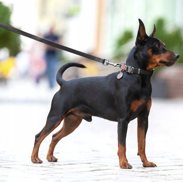 Collar WAU DOG ΛΟΥΡΙ ΑΔΙΑΒΡΟΧΟ 2,0/305cm PVC ΜΑΥΡΟ