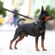 Collar WAU DOG ΛΟΥΡΙ ΑΔΙΑΒΡΟΧΟ 2,0/305cm PVC ΜΑΥΡΟ