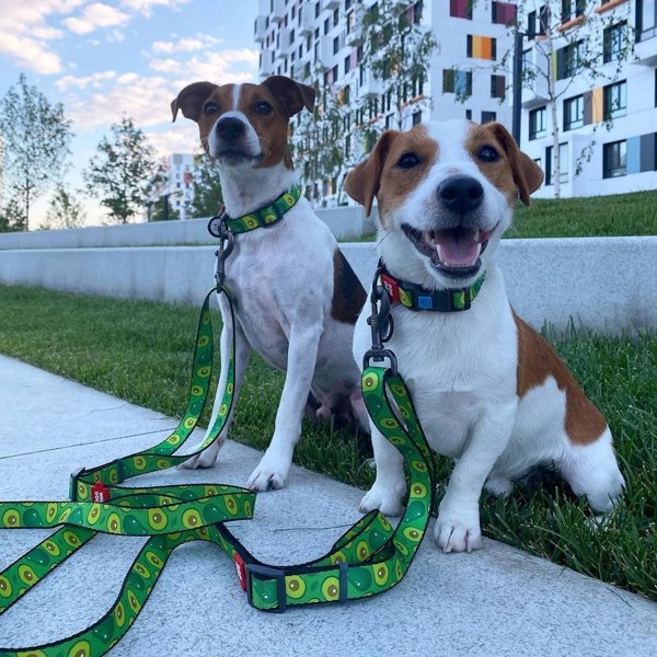 Collar WAU DOG ΝΑΎΛΟΝ ΠΕΡΙΛΑΙΜΙΟ ΜΕ QR ΕΤΙΚΈΤΑ 20mm/28-40cm ΑΒΟΚΆΝΤΟ