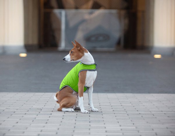 Collar AIRYVEST KUBRAK DLA PSA ``L``              ΑΝΟΙΧΤΟ ΠΡΑΣΙΝΟ