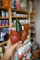 Duvo+ GARDEN BITES VEGGIE BUDDIES "L" 11cm 10τεμ (η οθόνη περιέχει 10τεμ x 3)
