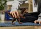 Ειδώλιο Schleich Schleich 15043 Allosaurus