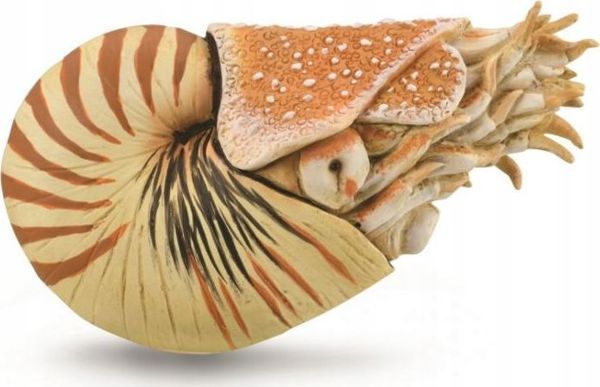 CollectA Συλλεκτική Φιγούρα Nautilus Pompilius XL 88907 - Ρεαλιστικό Μοντέλο Ζώου