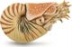 CollectA Συλλεκτική Φιγούρα Nautilus Pompilius XL 88907 - Ρεαλιστικό Μοντέλο Ζώου