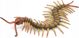 Φιγούρα Collecta Σαρανταποδαρούσα (Centipede) - Μέγεθος L, Ρεαλιστική Φιγούρα Ζώου 88885