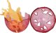 Φιγούρα LeanToys Ανοιγόμενο Αυγό Δεινοσαύρου Φιγούρα Κίτρινη 4 Χρώματα 9 εκ
