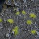 Gamers Grass Tiny Tufts - Ειδικές Τούφες Γρασιδιού 2mm - Ανοιχτό Πράσινο - Σετ 500 Τεμαχίων (14,5 x 6,5 cm)