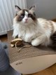 Gattino Gattino Ονυχοδρόμιο 06 Leon λευκό