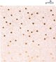 Goldbuch Άλμπουμ GOLDBUCH 08034 Finamente rose 30x31 60 σελίδες | γωνίες/διαχωριστικά | βιβλιοδετημένο