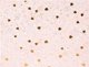 Goldbuch Βιβλίο επισκεπτών GOLDBUCH 77034 Finamente rosé 100 σελίδες 25x20| λευκά φύλλα [V]