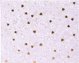 Βιβλίο επισκεπτών Goldbuch GOLDBUCH 77036 Finamente λιλά 100 σελίδες 25x20| λευκά φύλλα [V]