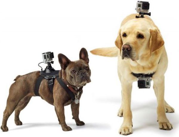 GoPro Fetch (Dog Harness) (ADOGM-001)