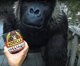 Gorilla Sports Gorilla tape 'Patch & Seal' 3m, λευκό