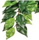 Hagen EXOTERRA Φυτό Ficus S