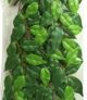 Hagen EXOTERRA Φυτό Ficus S